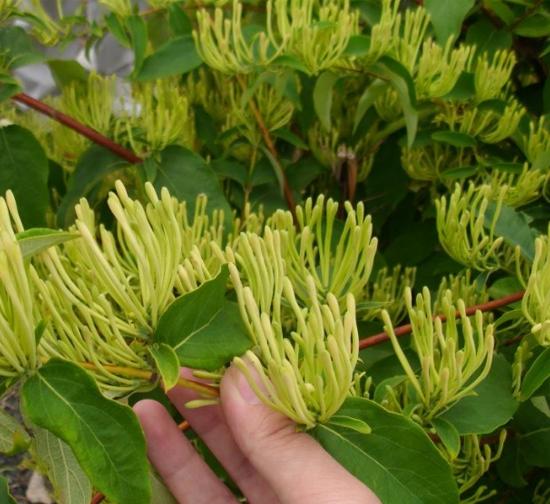 江苏菊花种植基地