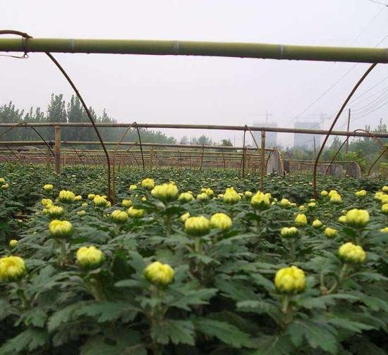 山东菊花种苗基地